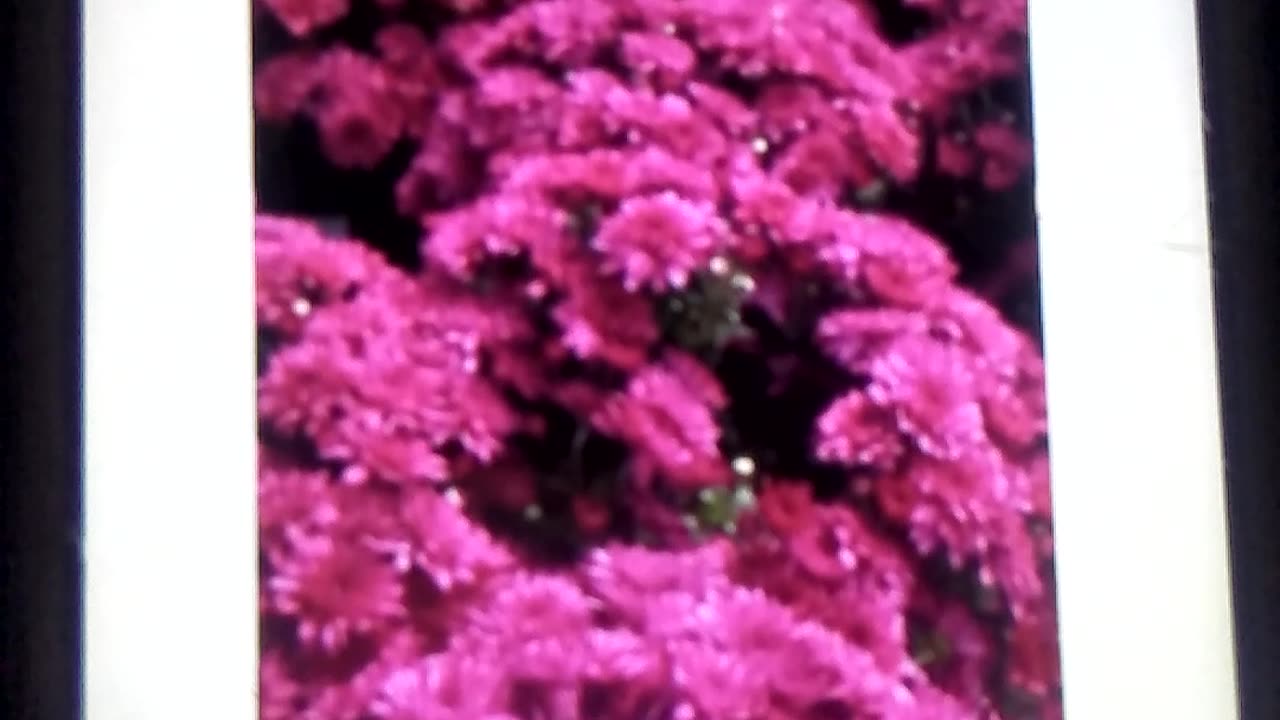 Beautiful garden with full of flowers