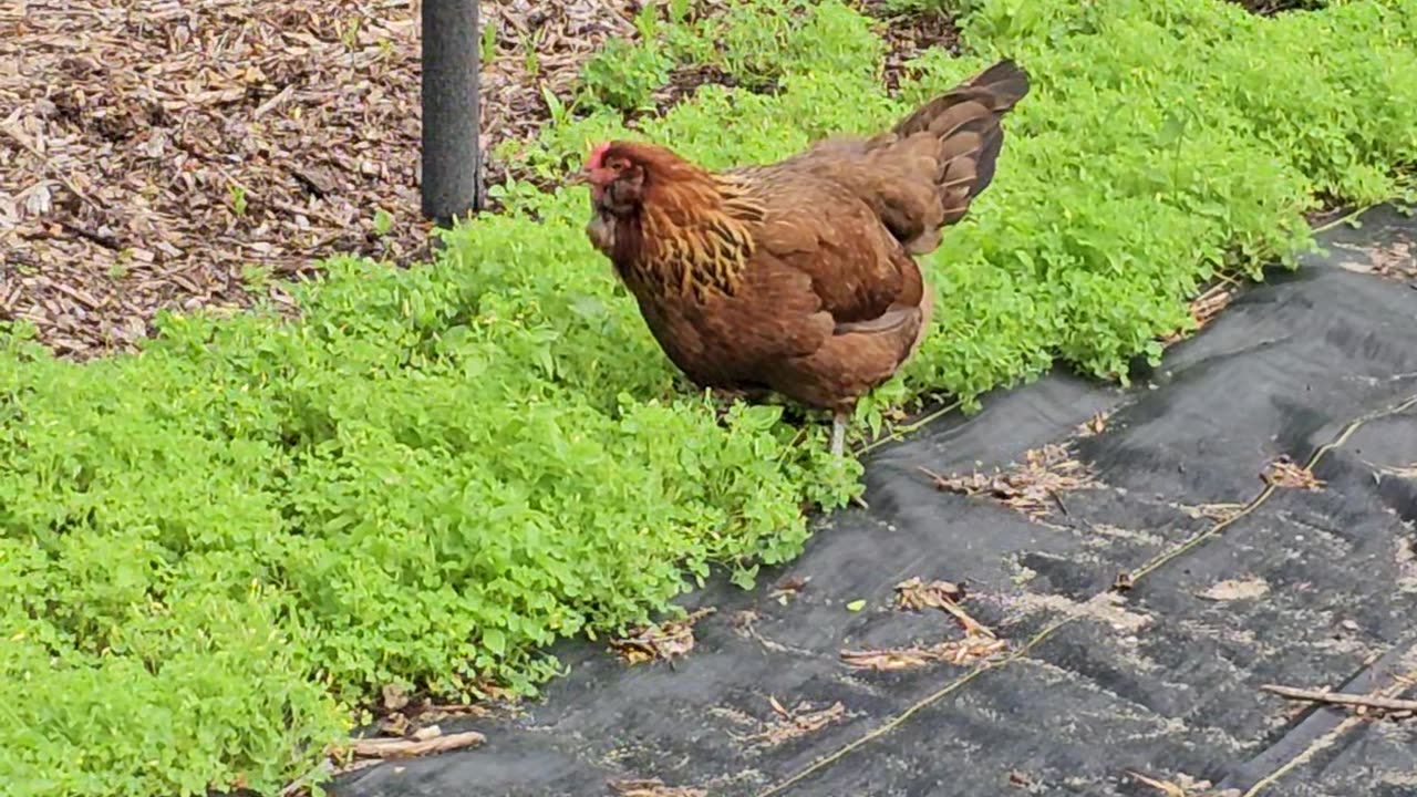 OMC! Brownie LOVES eating clover! 😊😍 #easteregger #chickens #brownie #clover #love #shorts #loop