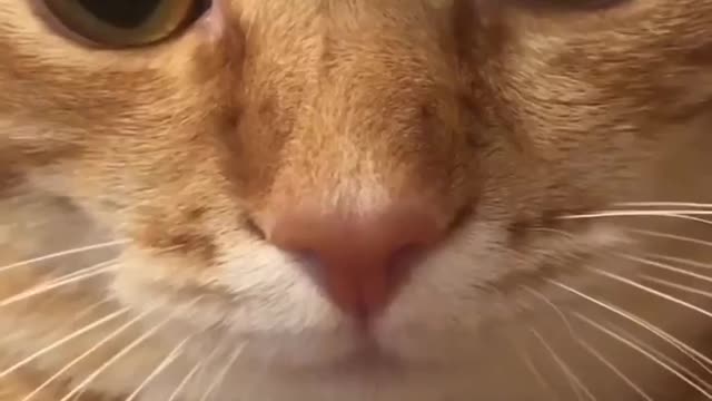 Roll call ππππTail tea who ordered?))) ππππ