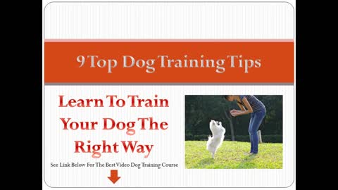 Training a dogs in basic & advance way 🦮🦮