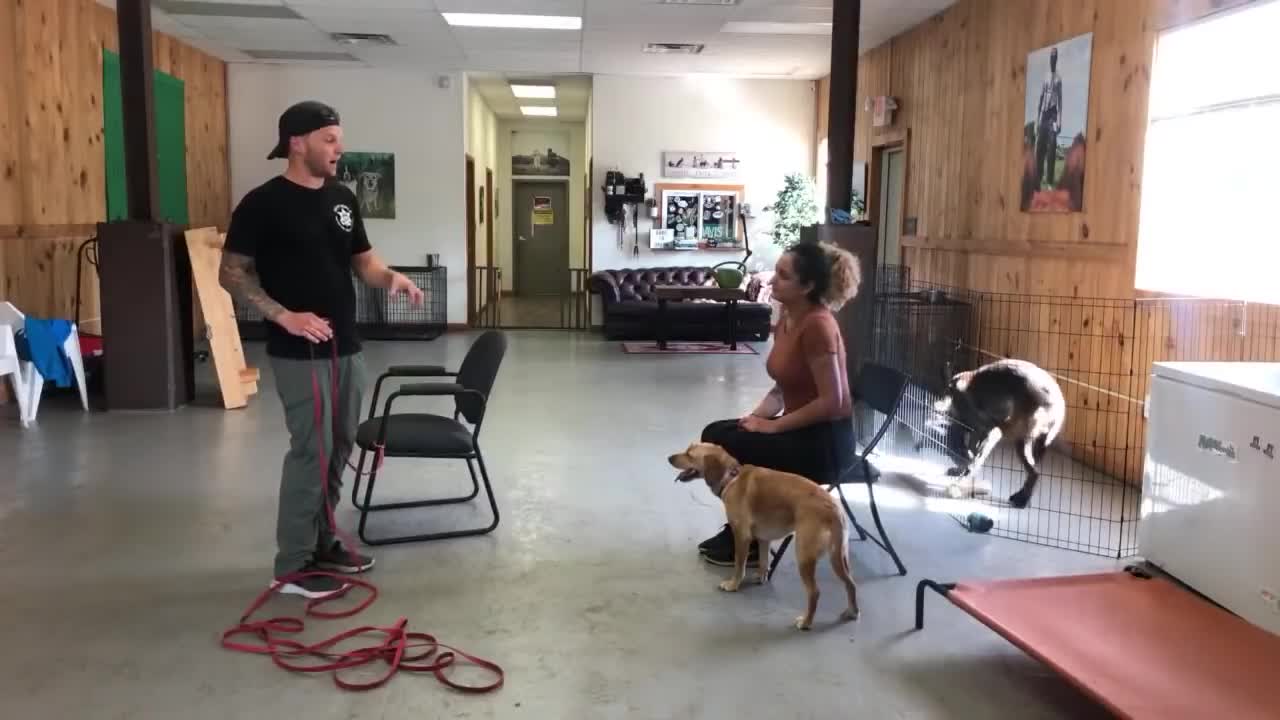 Simple Reactive Dog Training Become Aggressive