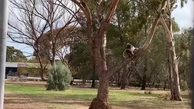 Koala Has Close Call Crossing Busy Road