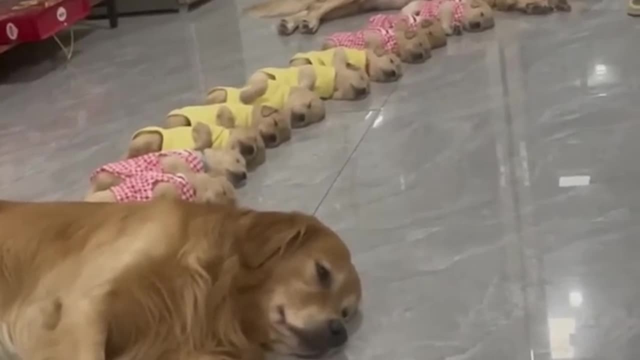 Golden retriver leads the puppy to sleep