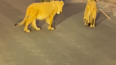 Lioness Walks Down Road With Her Cubs