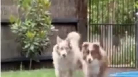Dog and duck running Hilarious