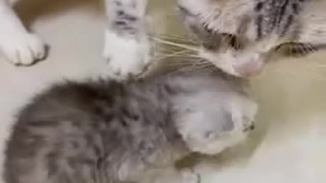 Cat, black cat, cats, funny cats, funny cat video