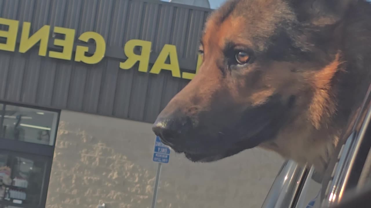 Service dog in the truck.