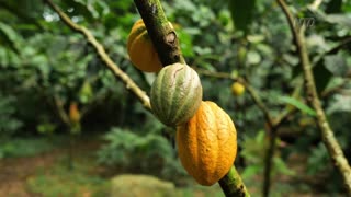 How Chocolates Are Made