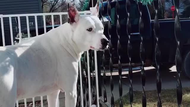 Dog doesn’t know what he wants