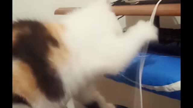 Funny Kittens, try not to laugh, Office attacked by Lala & Momo