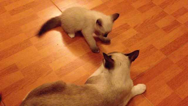 The cat plays with her young son