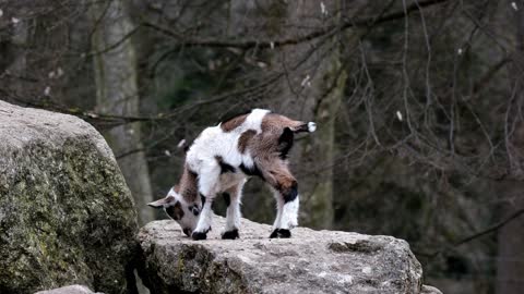 goat cub