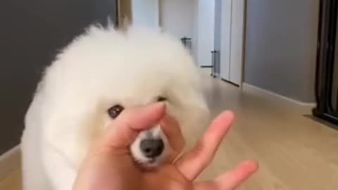 most amazing trick with Cute dog 🐕