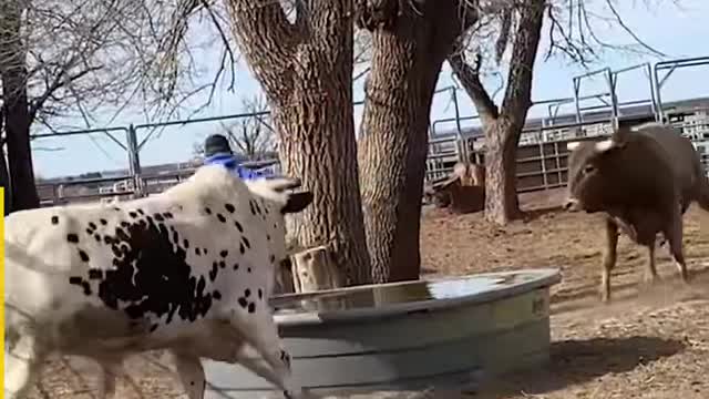 Crazy Animal Chase
