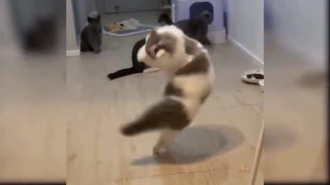 Wow, what a beautiful cat to walk and jump