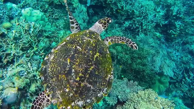Free video stock Marine life 11 9