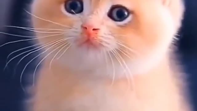 Baby Cats - Funny and Cute Cat Videos Compilation