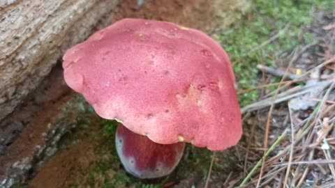 Mushroom