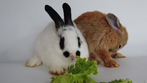 Lovely Rabbits On White Background