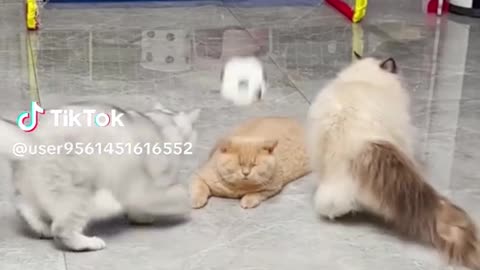 kung fu cat-2