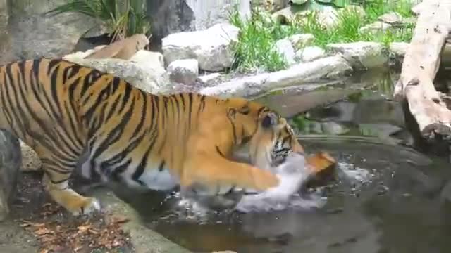 Eisbombe für Sumatra-Tiger im Tierpark Berlin - Ice bomb for Sumatran tiger at Tierpark Berlin