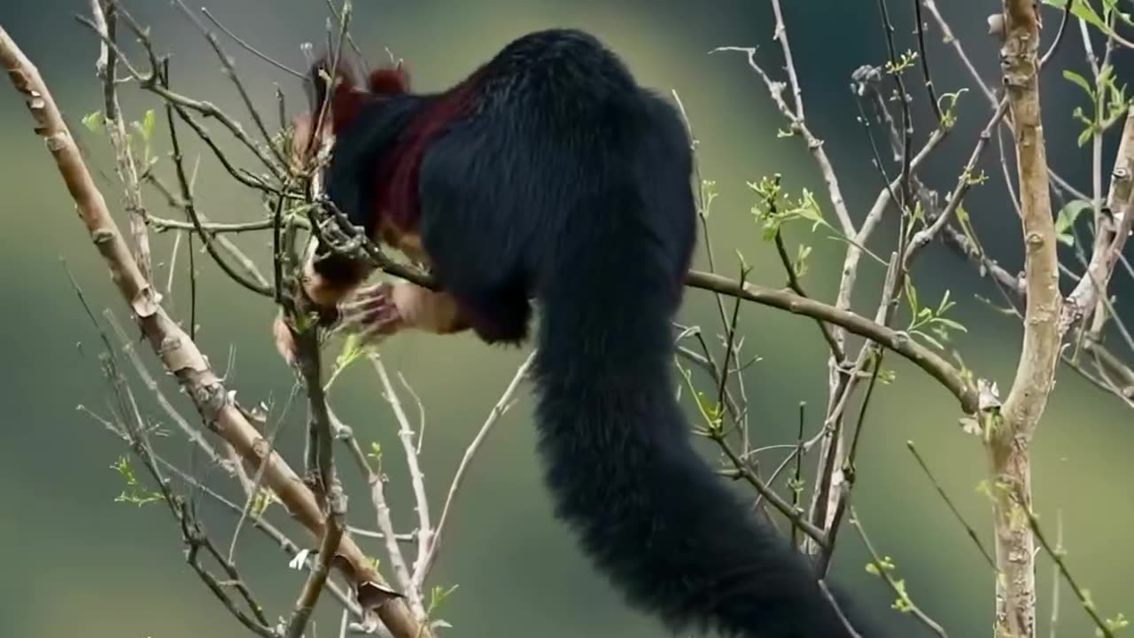 Feel Nature ! Malabar Giant Squirrel