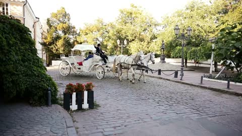 White coach is riding down the street. Wedding. The road from the pavers. Horse