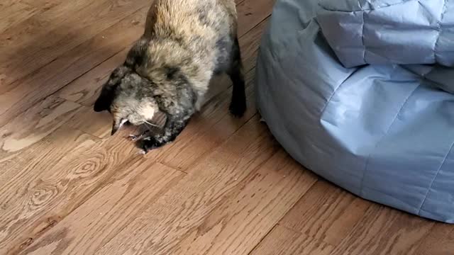 Clementine's new toy...
