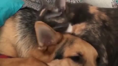 I just want you to love me kitty! Dog and kitty best moments