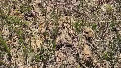 A sturdy little tree on the edge of the withered grass