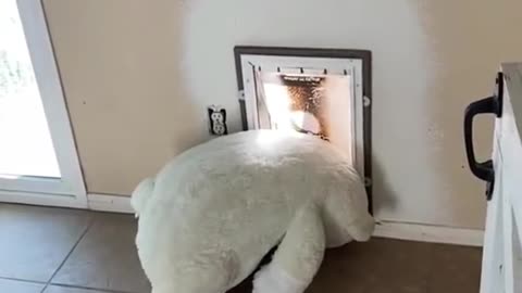 Are These The Most Adorable Puppies? Must Watch Funny Dogs!