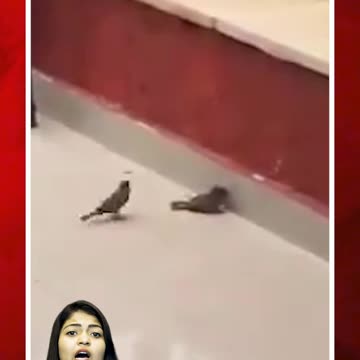 BEAUTIFUL VIDEO #birds #love #birdlife #viral #video | FBTV NEWS