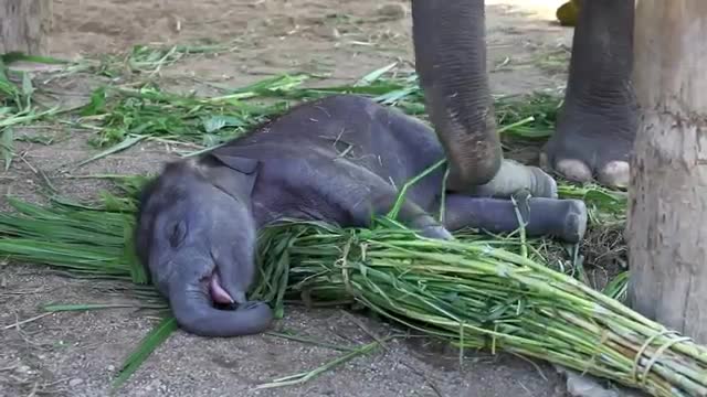 A Baby Elephant enjured and successfully rescued