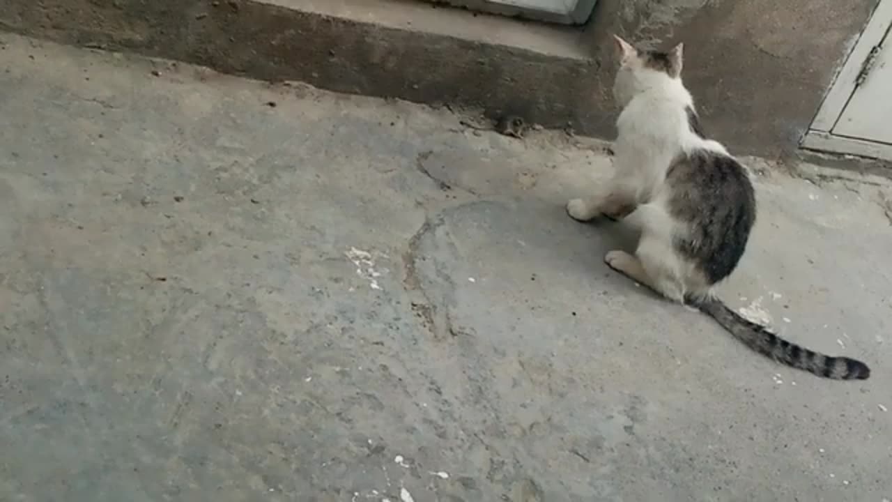 Cute cat playing with mouse. The actions of the cat are very interesting.