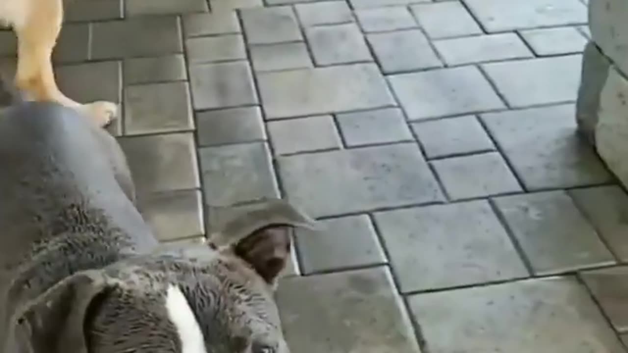HILARIOUS Dogs Take A Shower | Try Not to Laugh!
