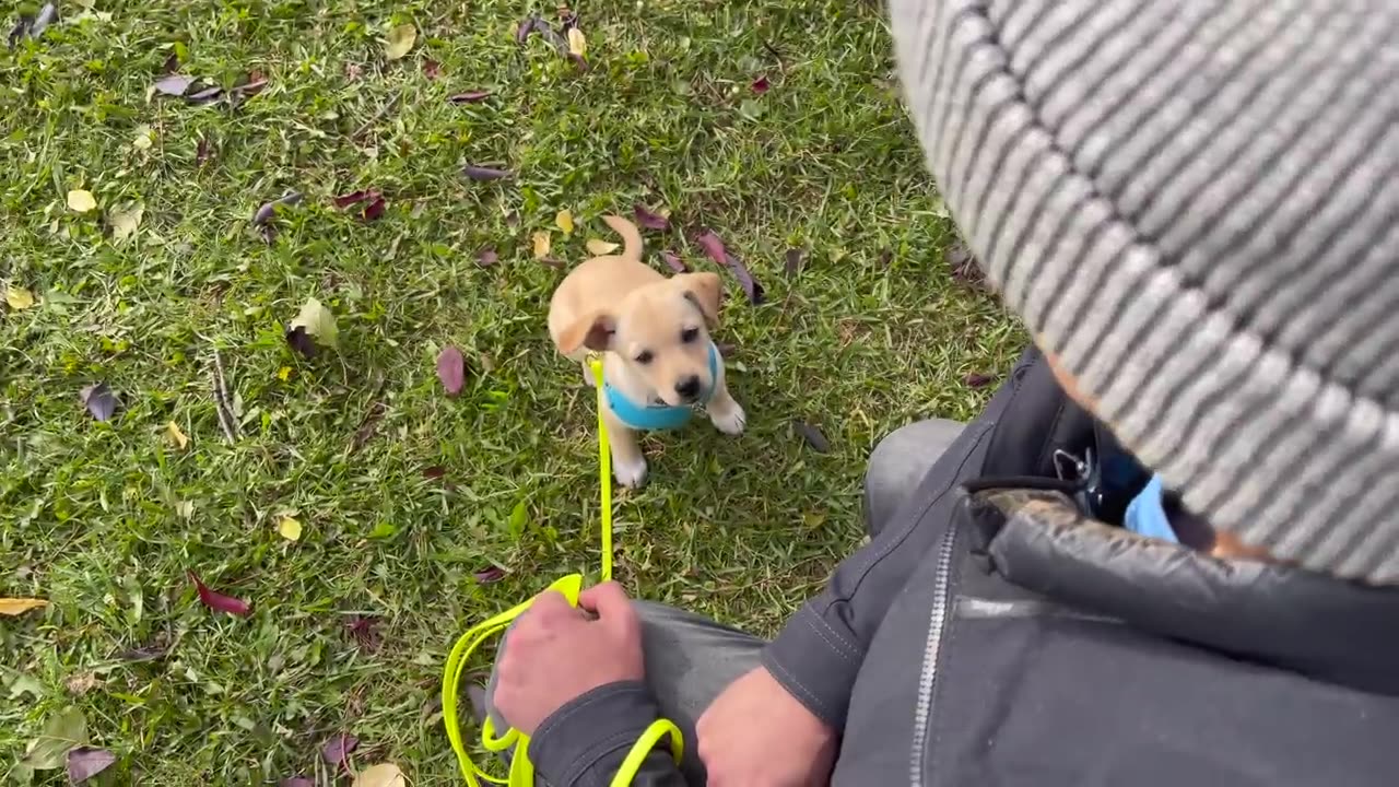 How to Train ANY PUPPY to walk on leash