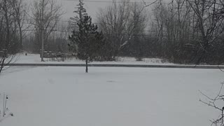 Pretty Lake Effect Snow And Cardinals