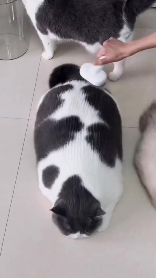 Cats are dance with baby