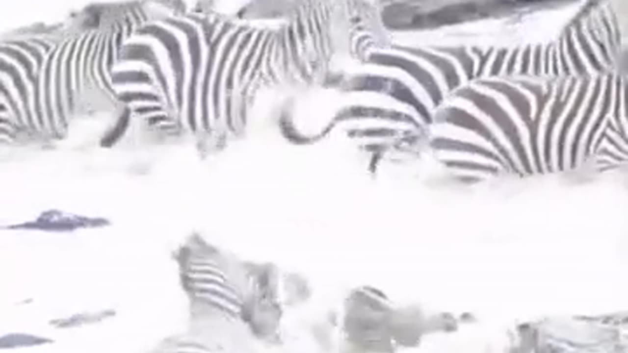 Zebra falls victim to a group of crocodiles🐊🦓😮👀😨