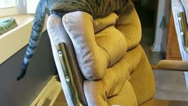 Funniest Cat Videos Will Make You Laugh