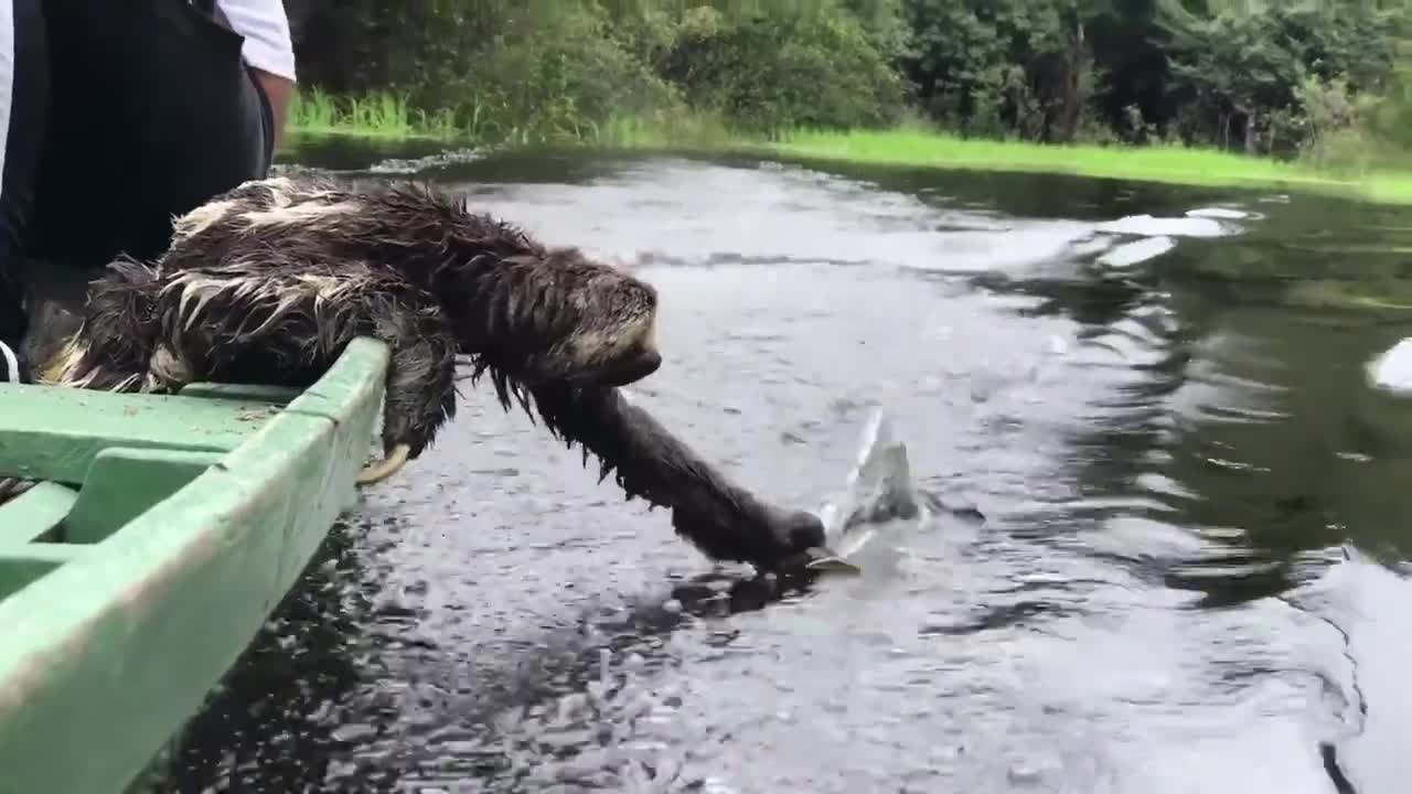 Sloth Surfing With Tiny Surfboard