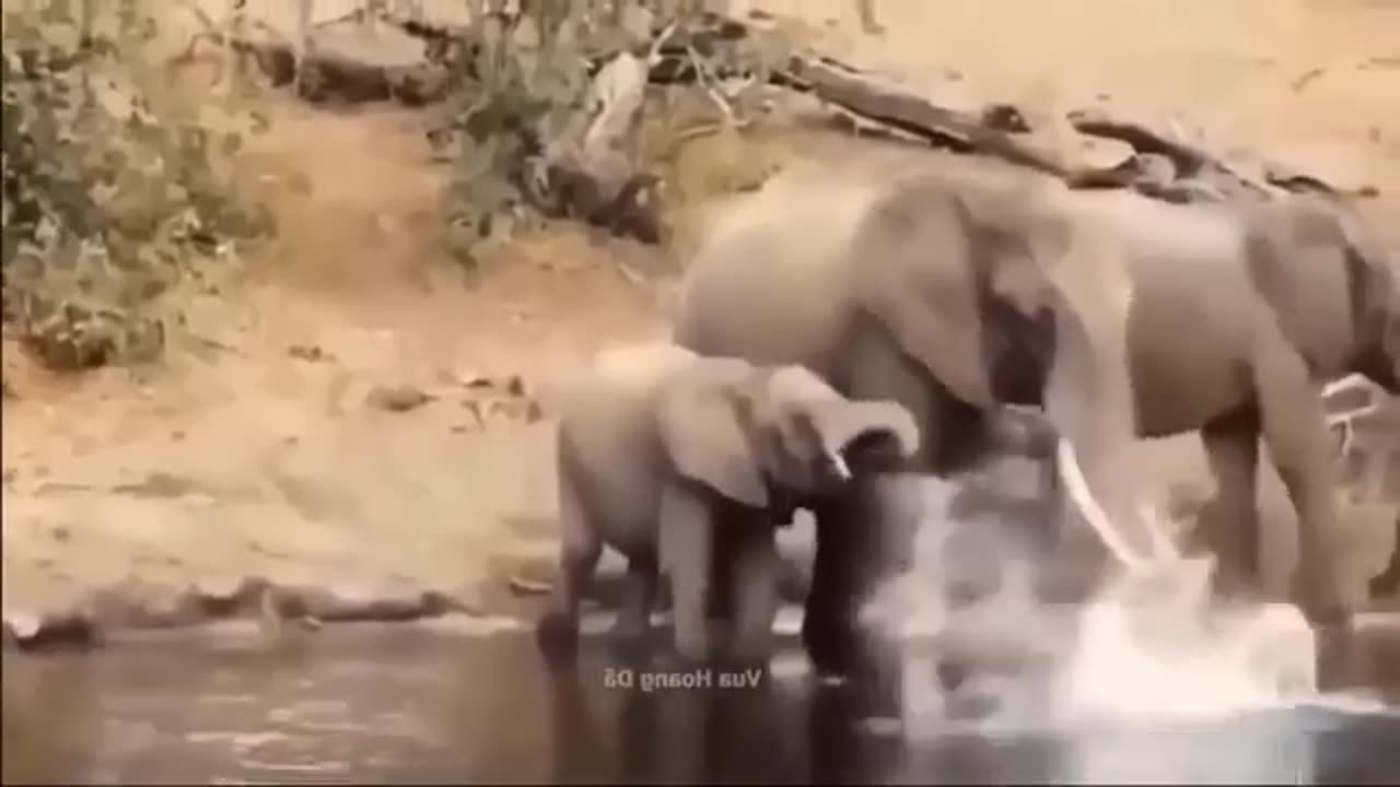 Danger! Herd of Cows Crossing the River Was Brutally Attacked by a Herd of Giant Crocodiles