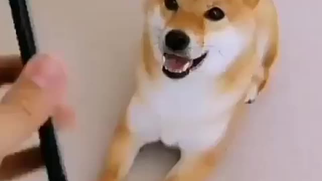 Cute dog playing very intelligent