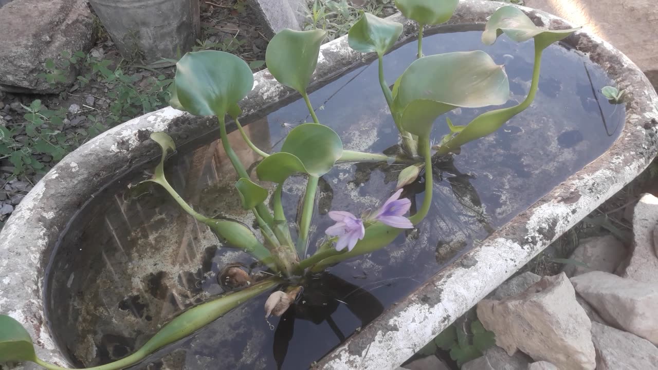 Eichornia bloomed