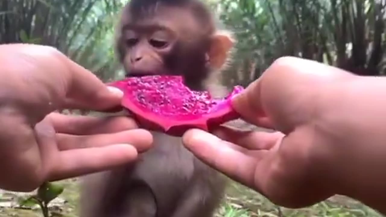 a cute monke eating a dragon fruit