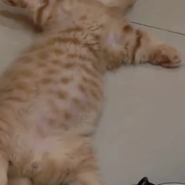 cute cat sleep-