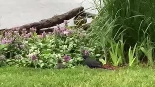 Watching the birds feeding their baby with worms from my garden