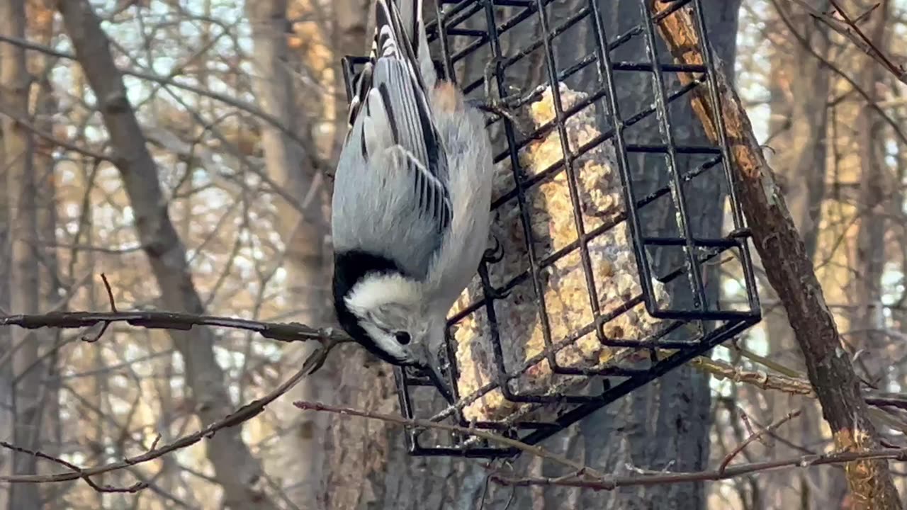 Random awesome birds feeding