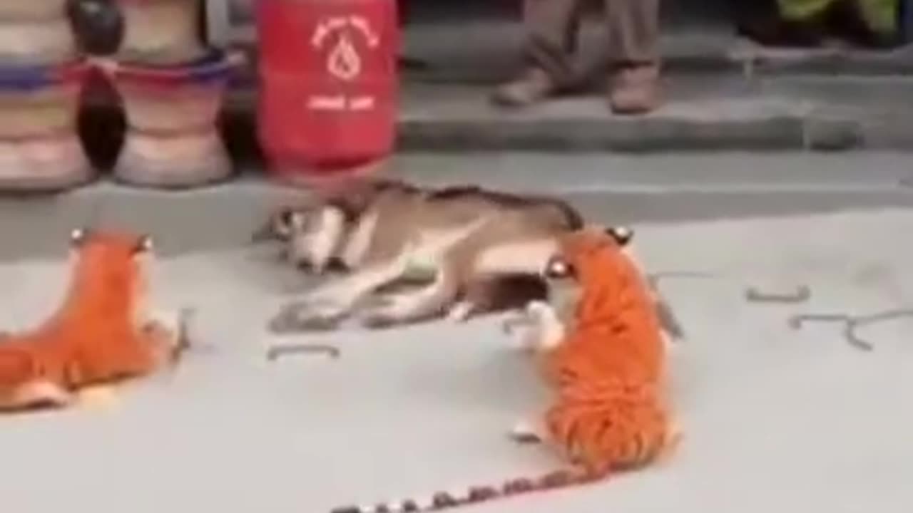 Funny animals 😋😎😊funny moments 😋😎