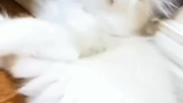 ❤️White cute cat short videos.❤️